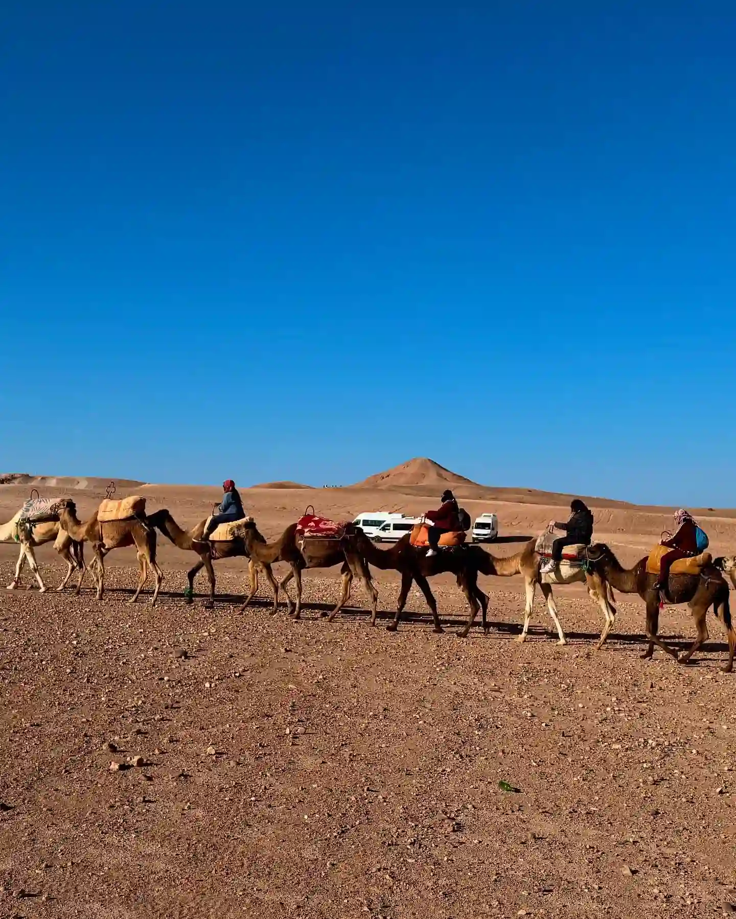 Quad + Camello + Cena en Le Bedouine